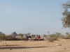 Maasai-and-livestock