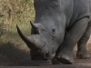 Black-rhino