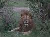 Mara-lion