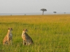 The-golden-light-of-dawn-in-the-Masai-Mara-Kenya