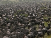 The-great-migration-in-the-Masai-Mara-Serengeti-ecosystem