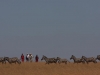 Walking-in-Amboseli