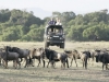 With-the-gnu-migration-in-the-Masai-Mara