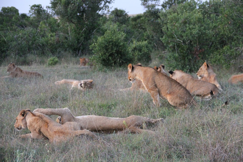 The Borana pride of lions