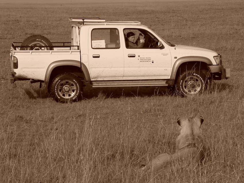 Stephanie collects data on lion numbers in the Masai Mara in 2005.