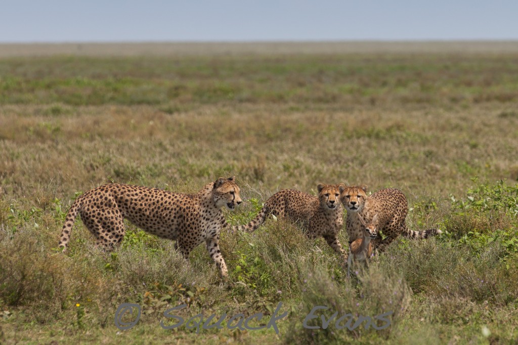 Cheetah cubs learning to hunt baby gazelle