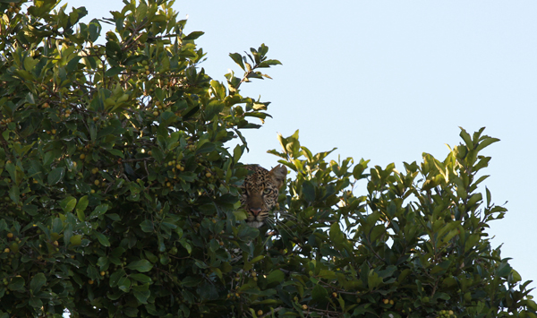 The leopard went up high in the tree