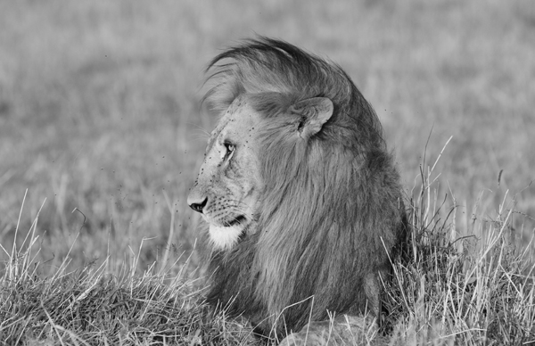 The king of the Mara