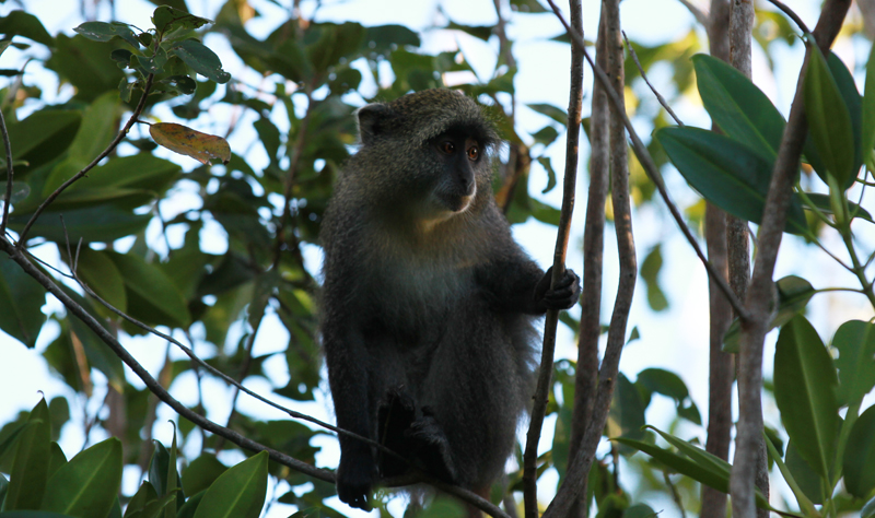 A subspecies of blue monkey called the samango monkey inhabits Vamizi as well as coastal Mozambique.