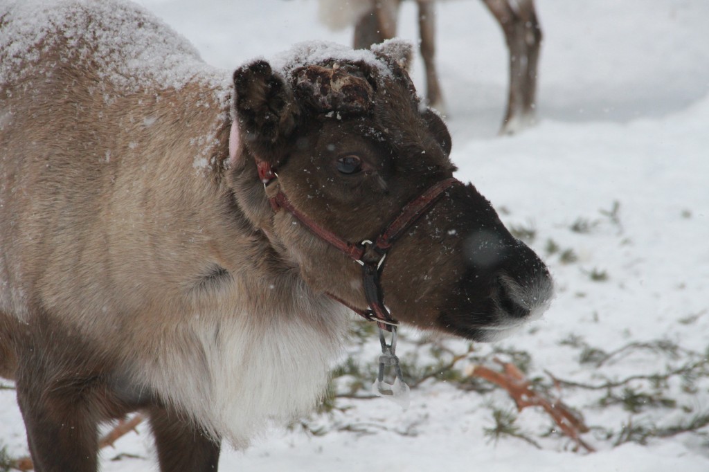 Up close and personal with reindeer.