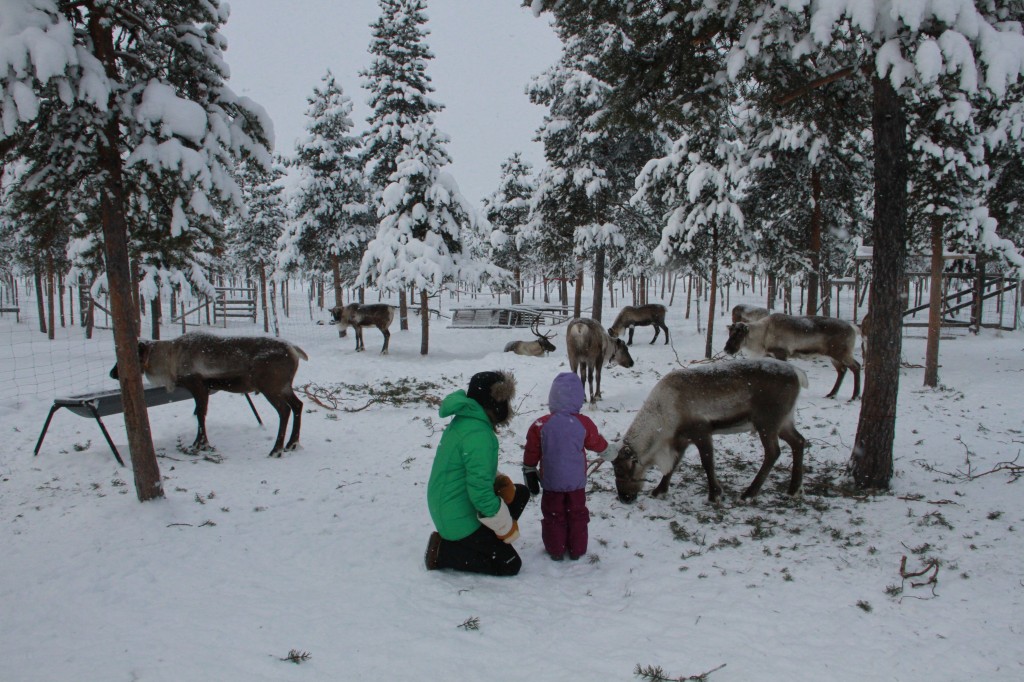 Learning about reindeer and the Sami people.