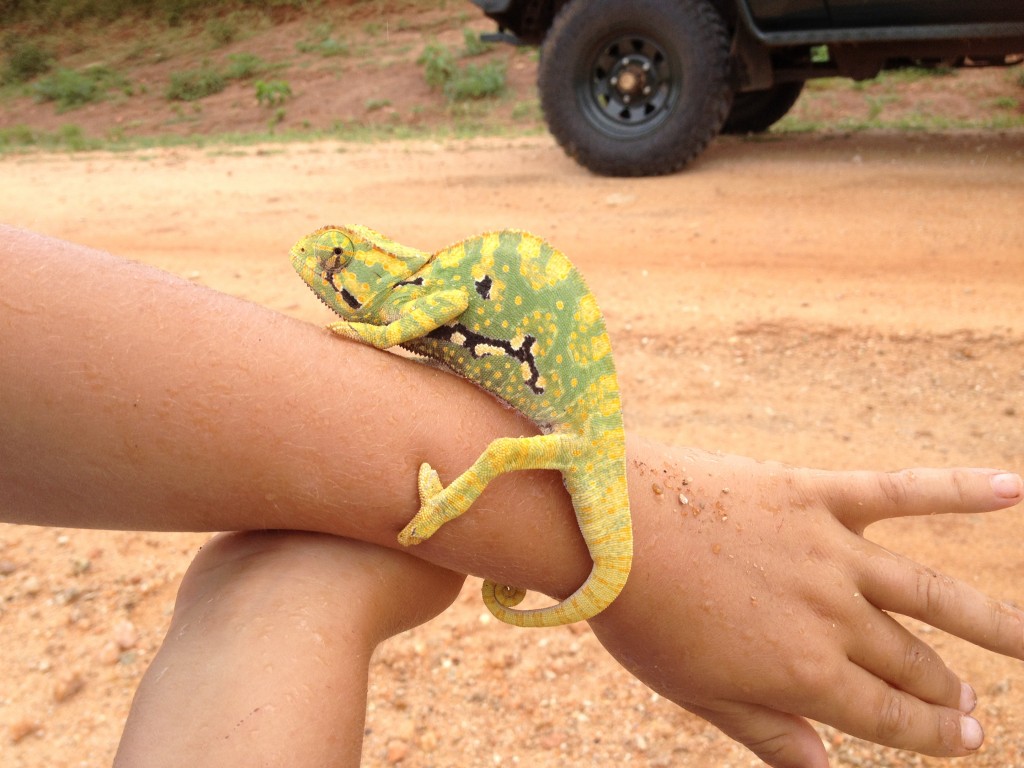 This chameleon had amazing colors on display.