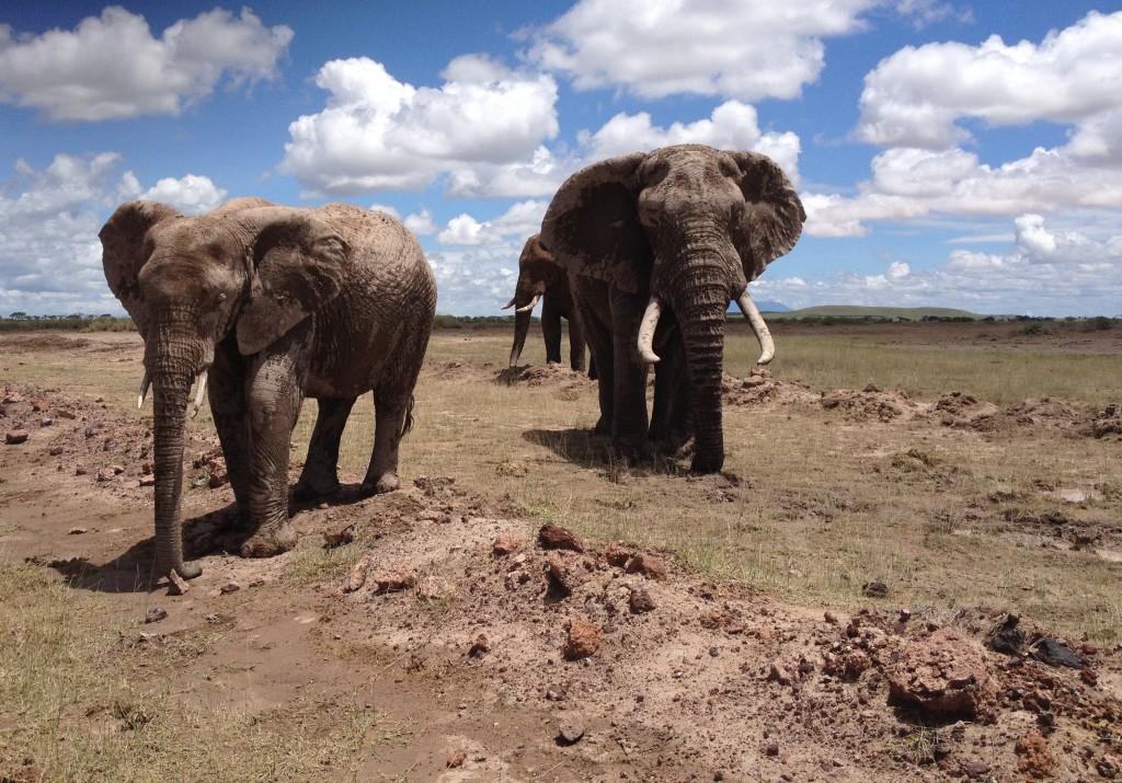 A few of Amboseli's famous eles.