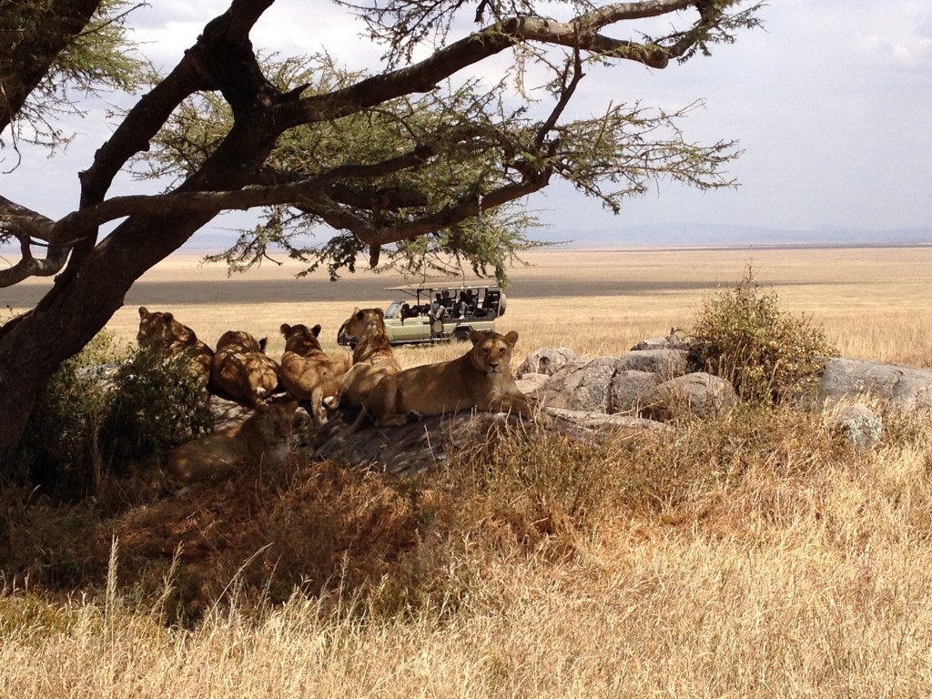 The essence of our time in the Serengeti.