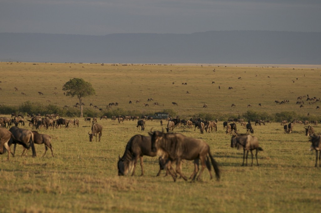 Howard's car amongst the Loita migration of wildebeest.