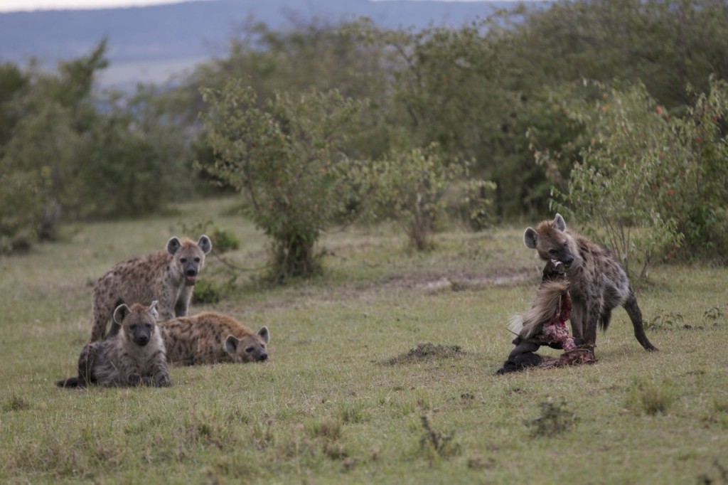 Lamu feeds on a freshly killed gnu....while the lower ranking members of the Talek clan wait for some scraps.