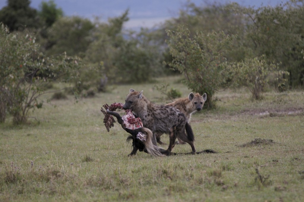 You can see just how strong a spotted hyena is when it carries a carcass with ease.