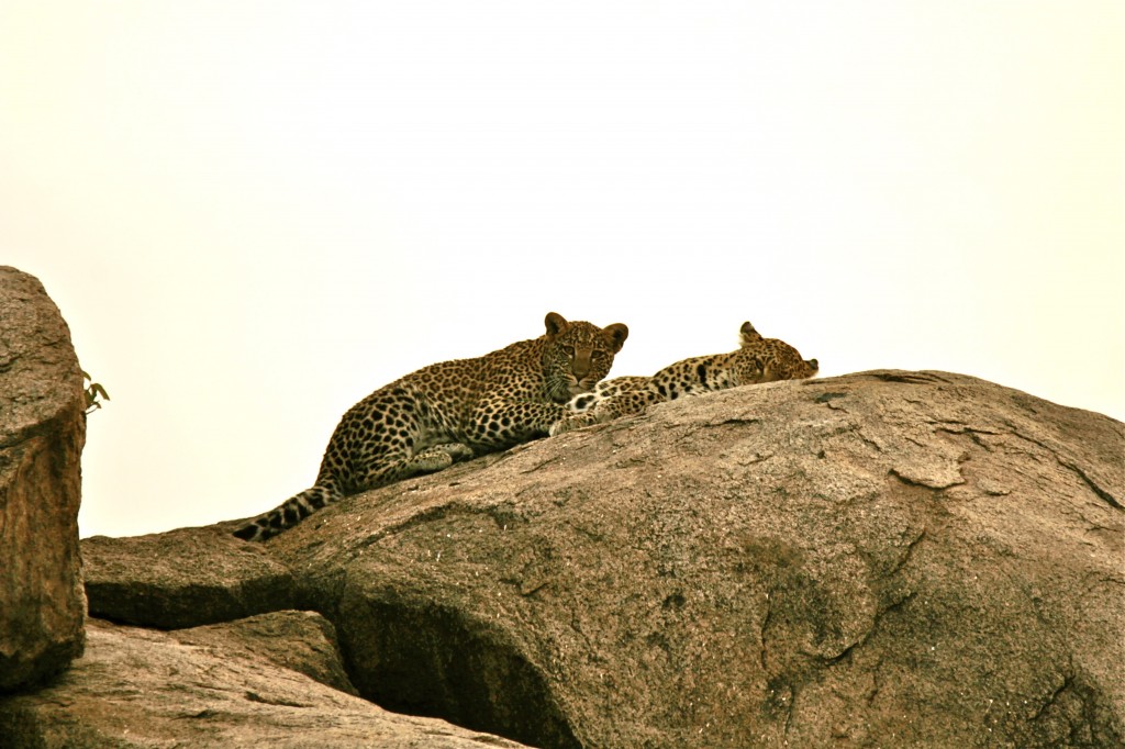 A stunning view of leopards out in the open.