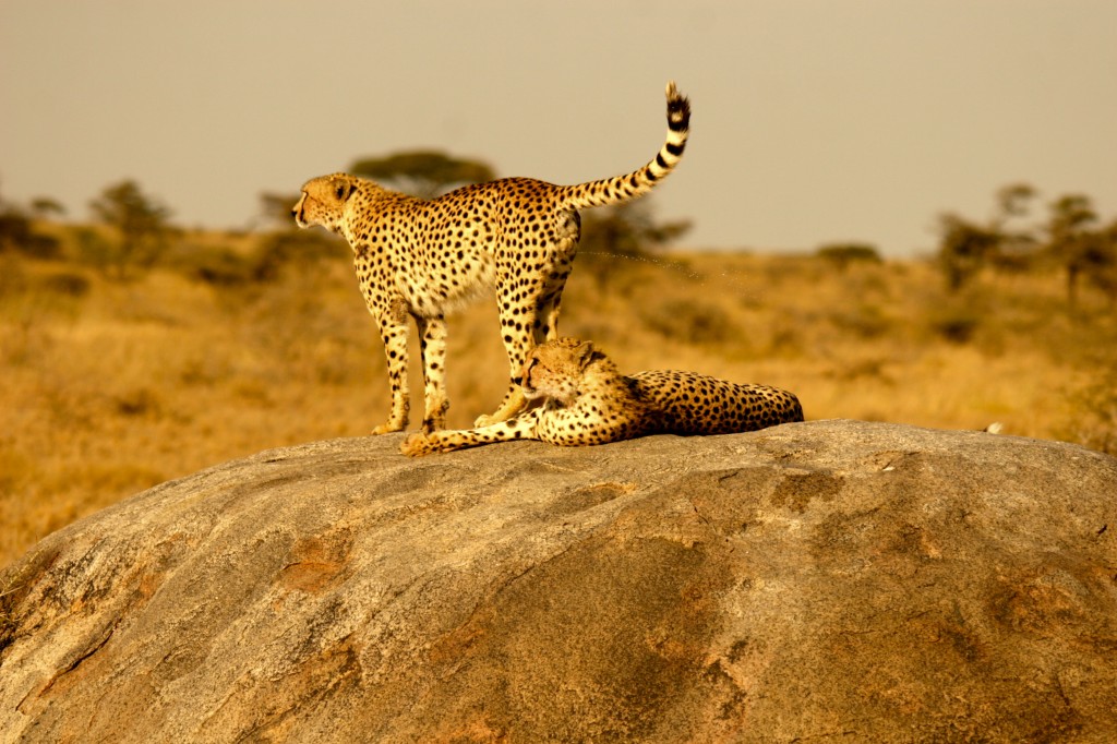 A pair of very fit cheetahs.