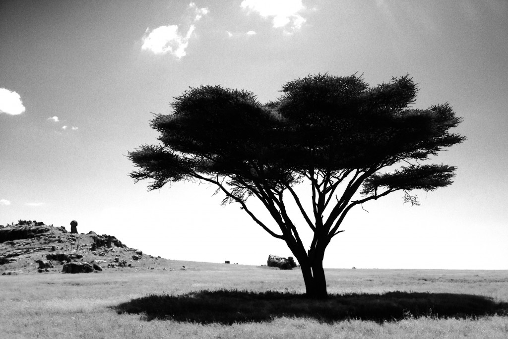 Classic Serengeti in black and white.