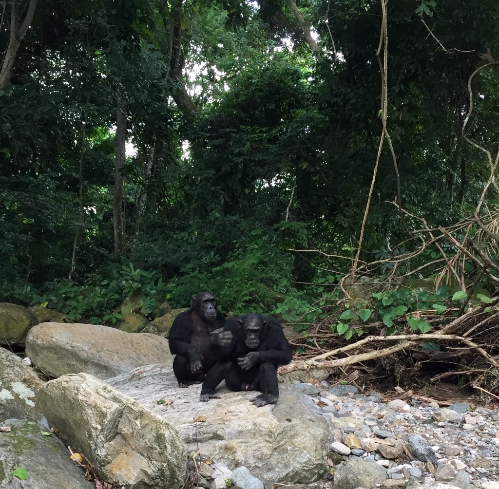 Walking along the river with the chimps