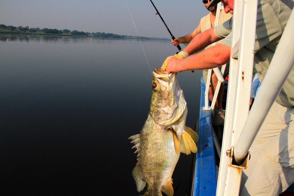 Hauling in the Nile perch