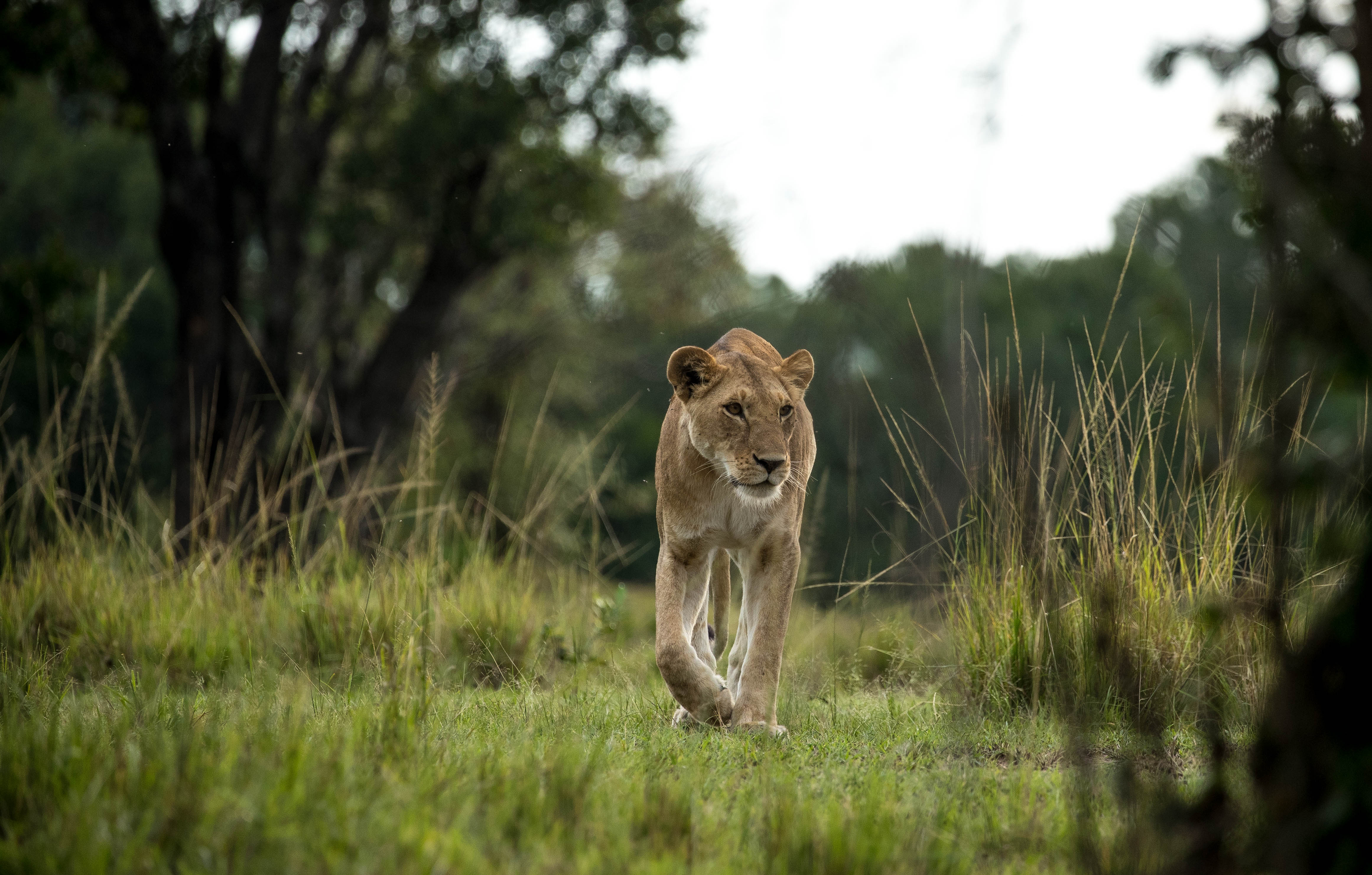The Lion King – in Kenya and in New York City