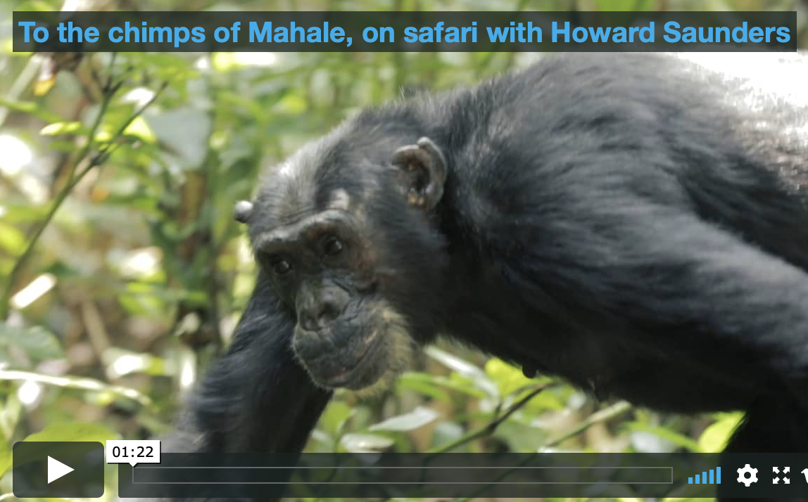 Aping around – video of the chimps of Mahale Mountains, Tanzania