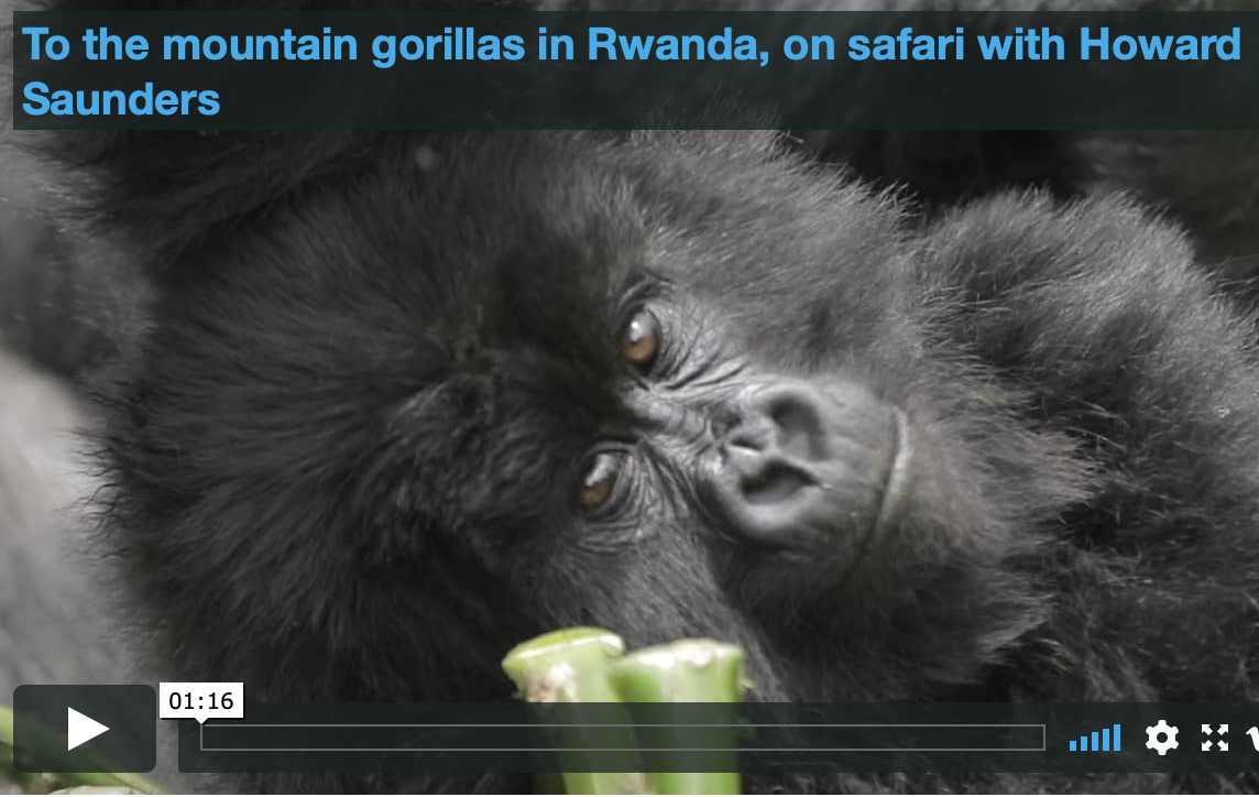 New video of gorillas in the mist – Rwanda’s finest wildlife experience