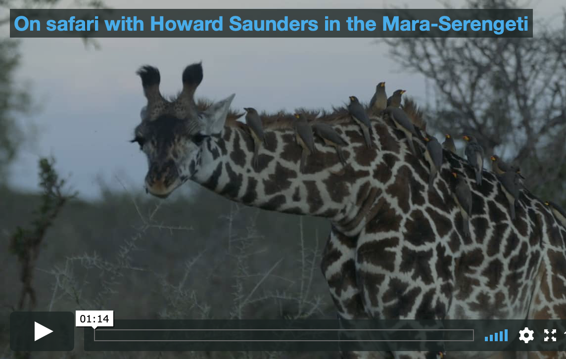 On the great plains of Africa – recent safari video clips