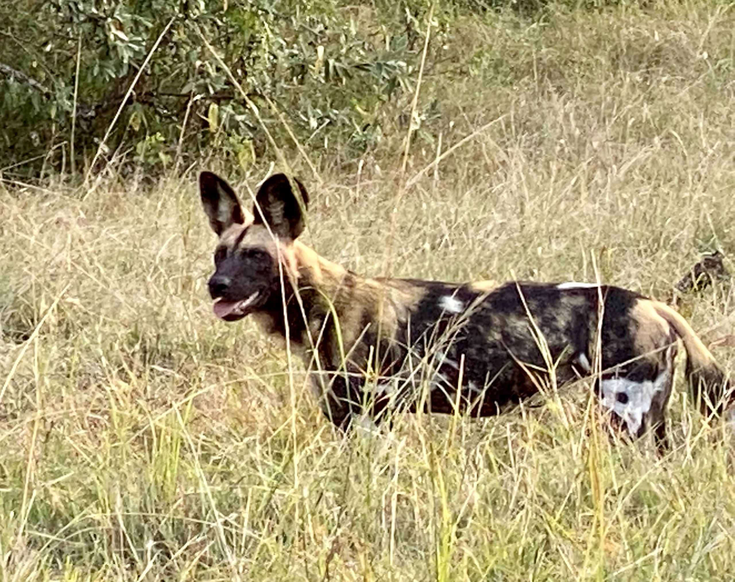 African wild dogs in Enonkishu Conservancy!