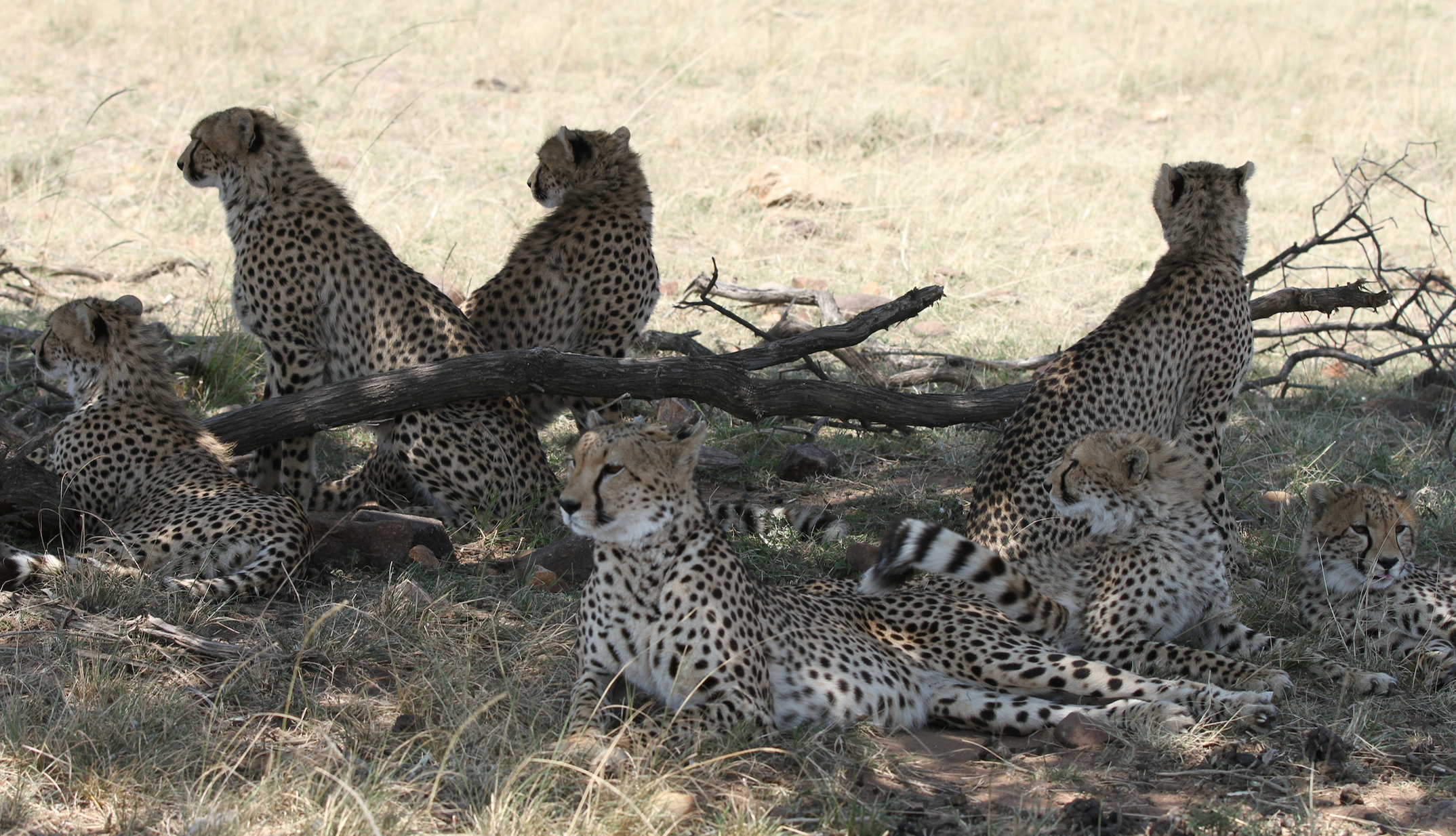 Kisaru, the greatest cheetah mum ever