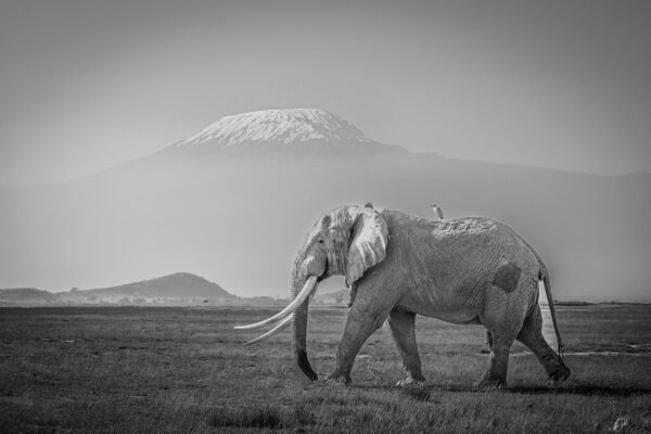 East Africa