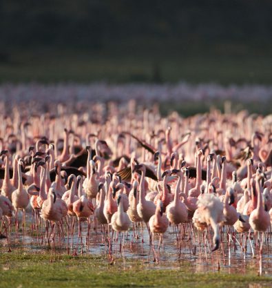 Pink Flamingos
