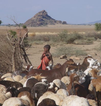 Hungry kid + sheep