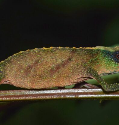 There’s chameleons and then there’s…